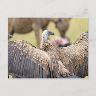 Vulture and Hyena Postcard
