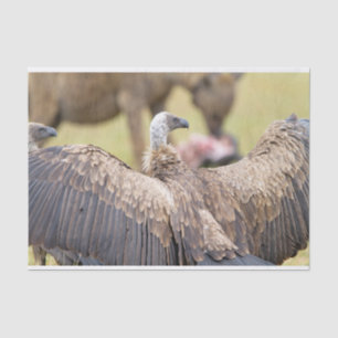 Vulture and Hyena Tissue Paper