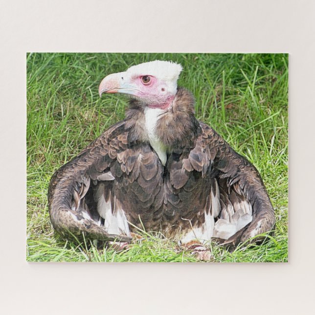 VULTURE BIRD OF PREY JIGSAW PUZZLE (Horizontal)