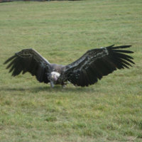 Vulture bird of prey open wings wildlife photo