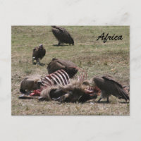 vulture carcass
