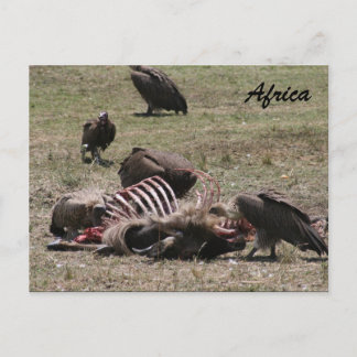 vulture carcass postcard