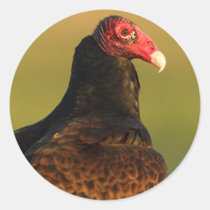 vulture classic round sticker