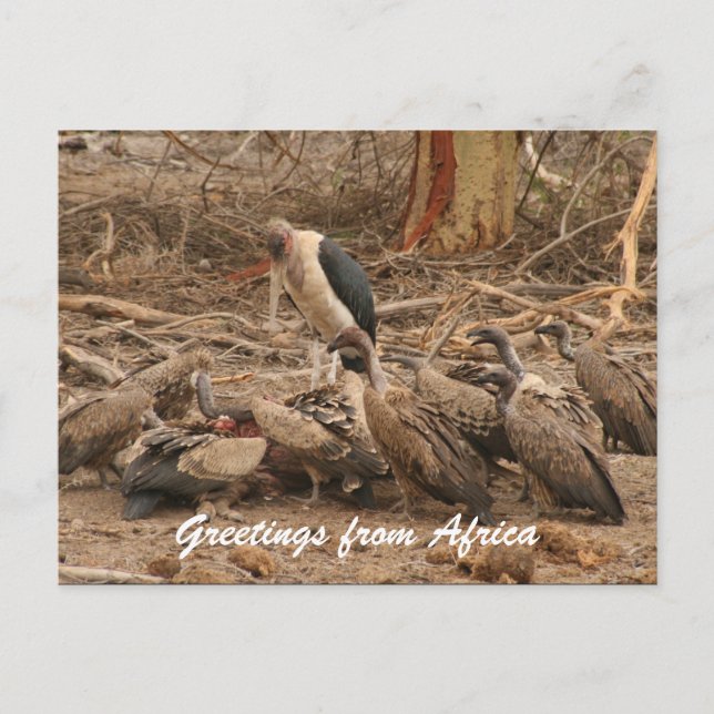 vulture crowd postcard (Front)