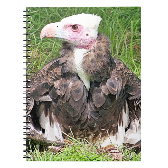 VULTURE NOTEBOOK (Front)