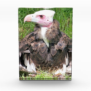 VULTURE PHOTO BLOCK