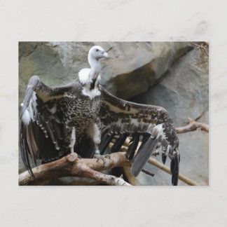 Vulture Postcard