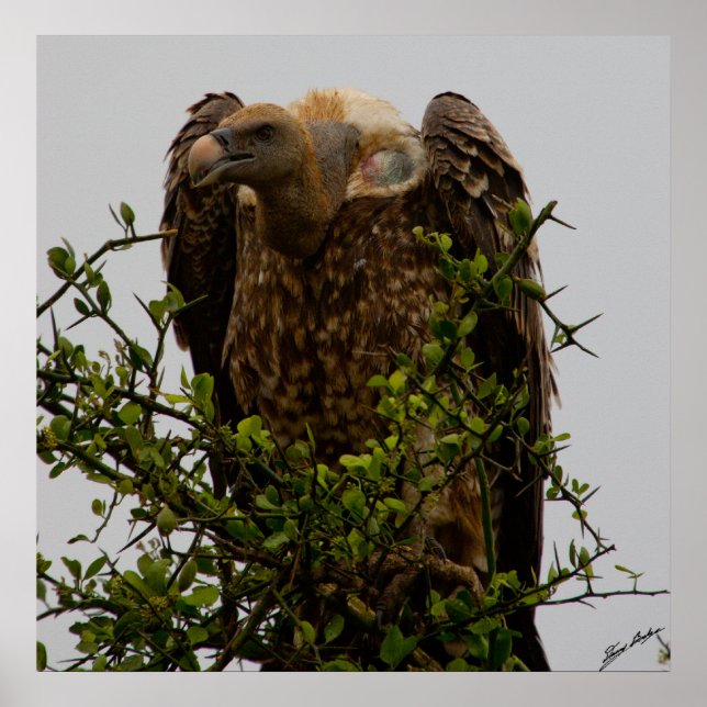 Vulture Poster (Front)