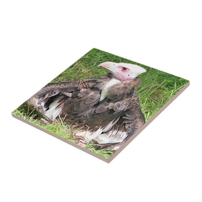 VULTURE TILE (Side)