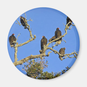 Vultures Magnet