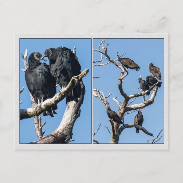 Vultures Postcard (Front)