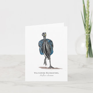Vulturine Guineafowl Folded Note Card