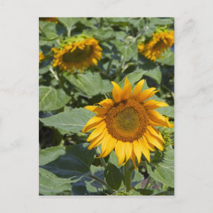 WA, Kittitas County, Sunflower Field 2 Postcard