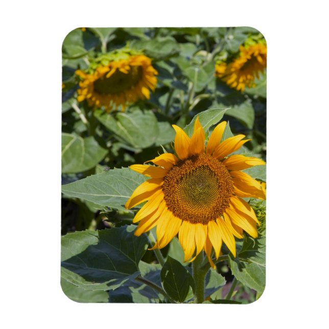 WA, Kittitas County, Sunflower Field Magnet (Vertical)