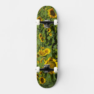 WA, Kittitas County, Sunflower Field Skateboard