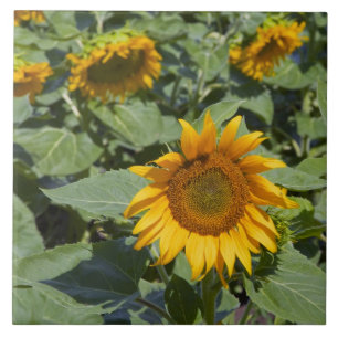 WA, Kittitas County, Sunflower Field Tile