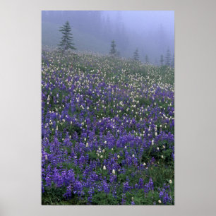 WA, Mt. Rainier NP, Lupine and Bistort meadow Poster