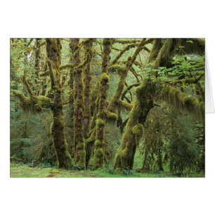 WA, Olympic NP, Hoh Rain Forest, Hall of