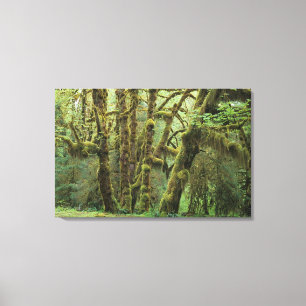 WA, Olympic NP, Hoh Rain Forest, Hall of Canvas Print