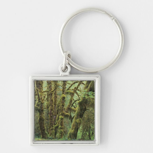 WA, Olympic NP, Hoh Rain Forest, Hall of Key Ring (Front)