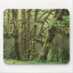 WA, Olympic NP, Hoh Rain Forest, Hall of Mouse Pad