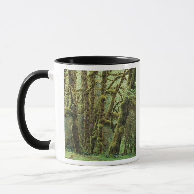 WA, Olympic NP, Hoh Rain Forest, Hall of Mug (Left)
