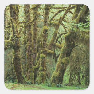 WA, Olympic NP, Hoh Rain Forest, Hall of Square Sticker