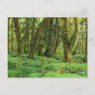WA, Olympic NP, Quinault Rain Forest, moss Postcard