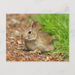 WA, Redmond, Eastern Cottontail baby rabbit Postcard