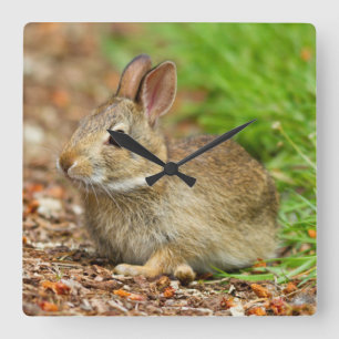WA, Redmond, Eastern Cottontail baby rabbit Square Wall Clock