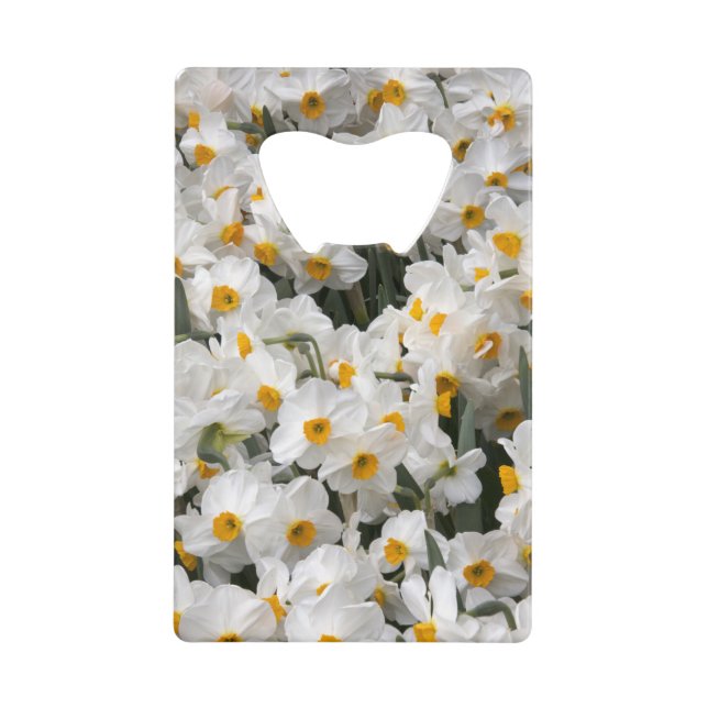 WA, Skagit Valley, Daffodil pattern (Front)