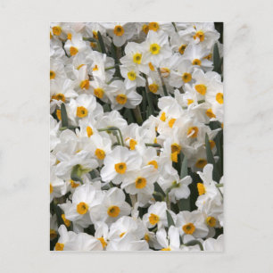 WA, Skagit Valley, Daffodil pattern Postcard
