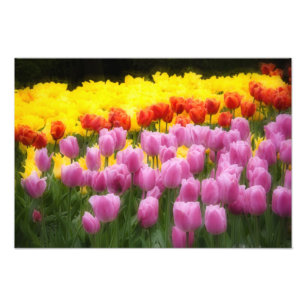 WA, Skagit Valley, Roozengaarde Tulip Garden, 2 Photo Print