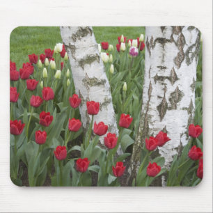 WA, Skagit Valley, Roozengaarde Tulip Garden Mouse Pad