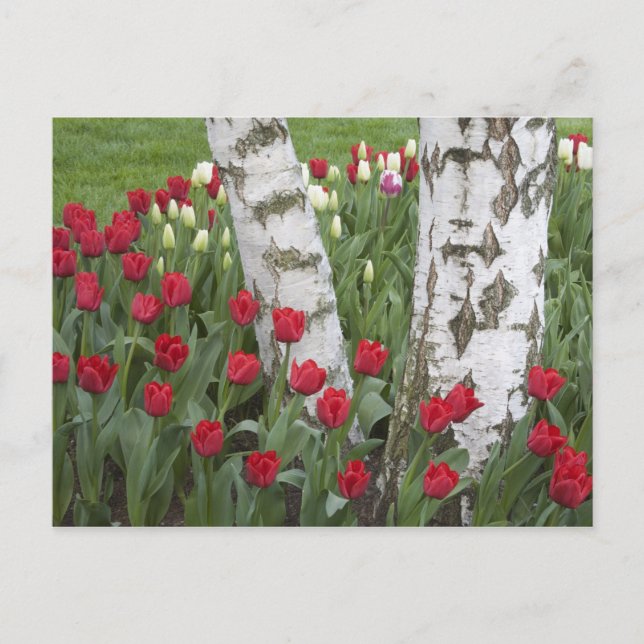 WA, Skagit Valley, Roozengaarde Tulip Garden Postcard (Front)