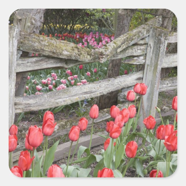 WA, Skagit Valley, Roozengaarde Tulip Garden, Square Sticker (Front)