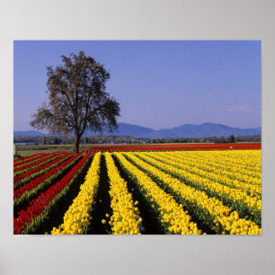 WA, Skagit Valley, Skagit Valley Tulip 2 Poster