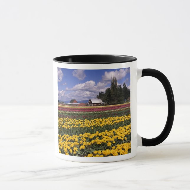 WA, Skagit Valley, Skagit Valley Tulip Mug (Right)