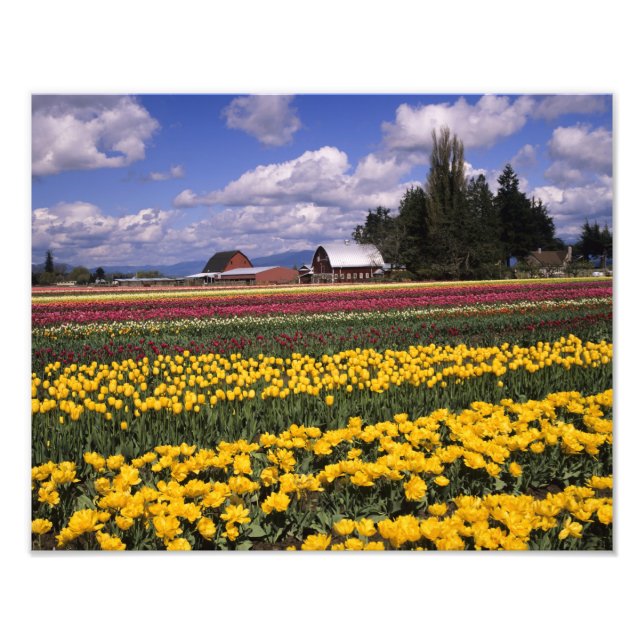 WA, Skagit Valley, Skagit Valley Tulip Photo Print (Front)