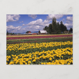 WA, Skagit Valley, Skagit Valley Tulip Postcard
