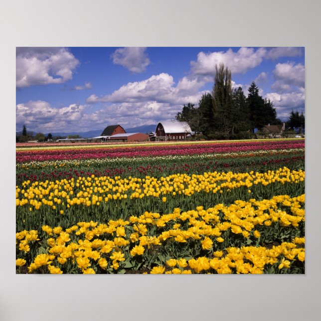 WA, Skagit Valley, Skagit Valley Tulip Poster (Front)
