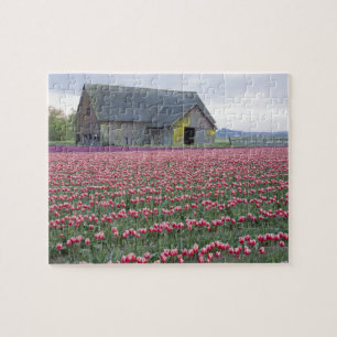 WA, Skagit Valley, Tulip Field and Barn Jigsaw Puzzle