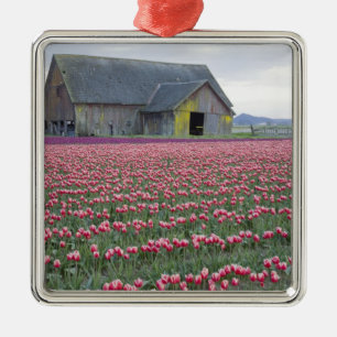 WA, Skagit Valley, Tulip Field and Barn Metal Tree Decoration