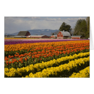 WA, Skagit Valley, Tulip fields in bloom, at
