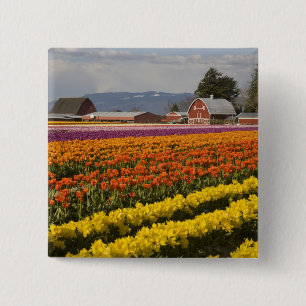 WA, Skagit Valley, Tulip fields in bloom, at 15 Cm Square Badge