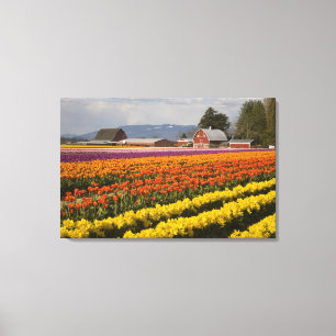WA, Skagit Valley, Tulip fields in bloom, at Canvas Print