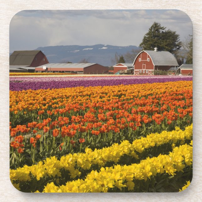 WA, Skagit Valley, Tulip fields in bloom, at Coaster (Front)