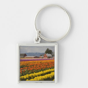 WA, Skagit Valley, Tulip fields in bloom, at Key Ring