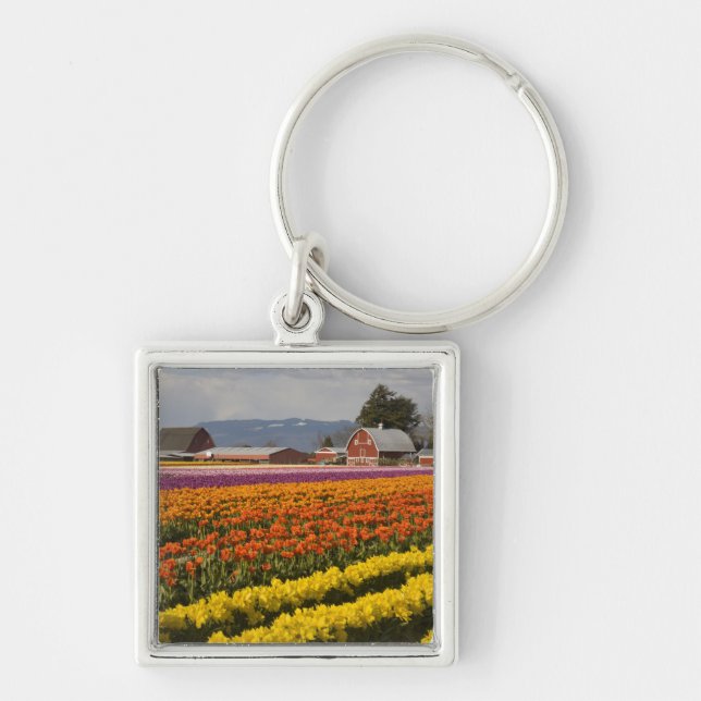 WA, Skagit Valley, Tulip fields in bloom, at Key Ring (Front)