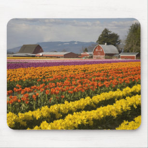 WA, Skagit Valley, Tulip fields in bloom, at Mouse Pad